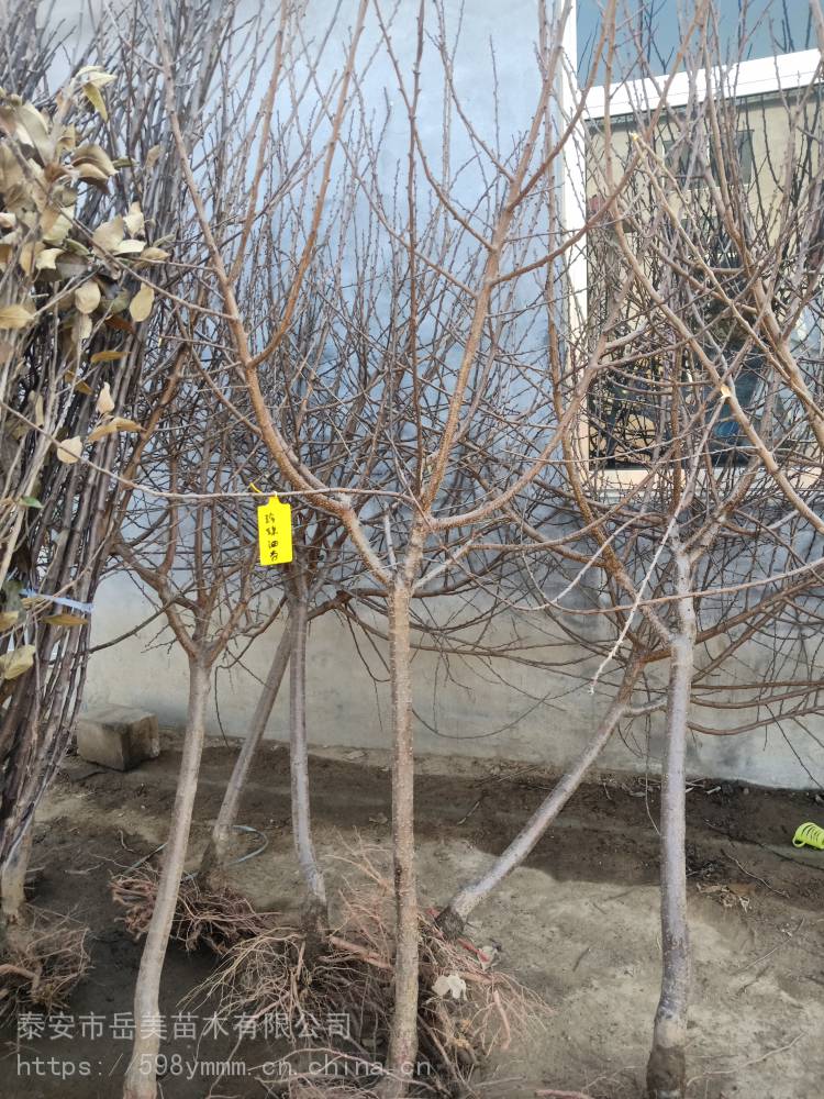 008pg国际官网版_2020洛杉矶湖人最新球员薪资_洛杉矶湖人最新薪资表(图3) 008pg国际版官网入口