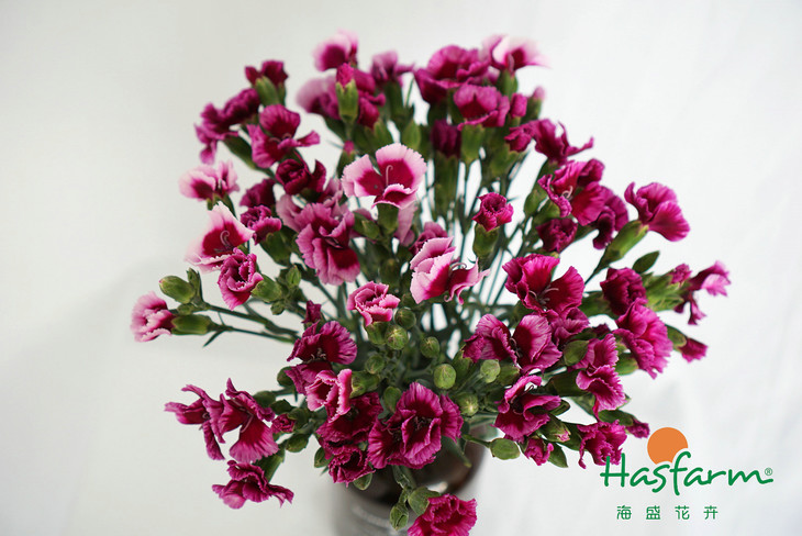 008pg国际官网版