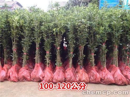 伊巴卡巅峰状态终现2000万贵不贵?拿冠军就值_008pg国际官网版(图3) pg国际008国际官网