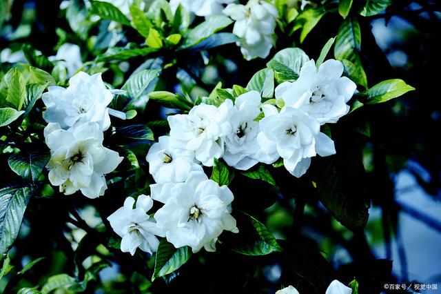 008pg国际官网版